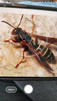 Picture Insect - Insect Id Pro android App screenshot 6