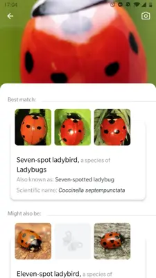 Picture Insect - Insect Id Pro android App screenshot 1