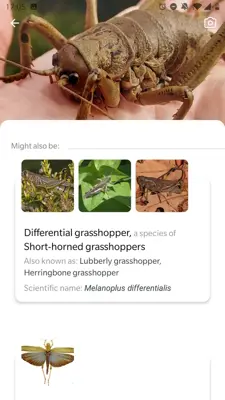 Picture Insect - Insect Id Pro android App screenshot 3