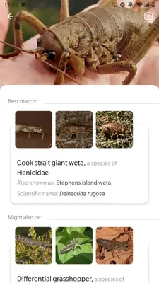 Picture Insect - Insect Id Pro android App screenshot 4